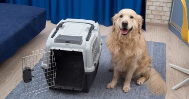como viajar de avião com animais de estimação