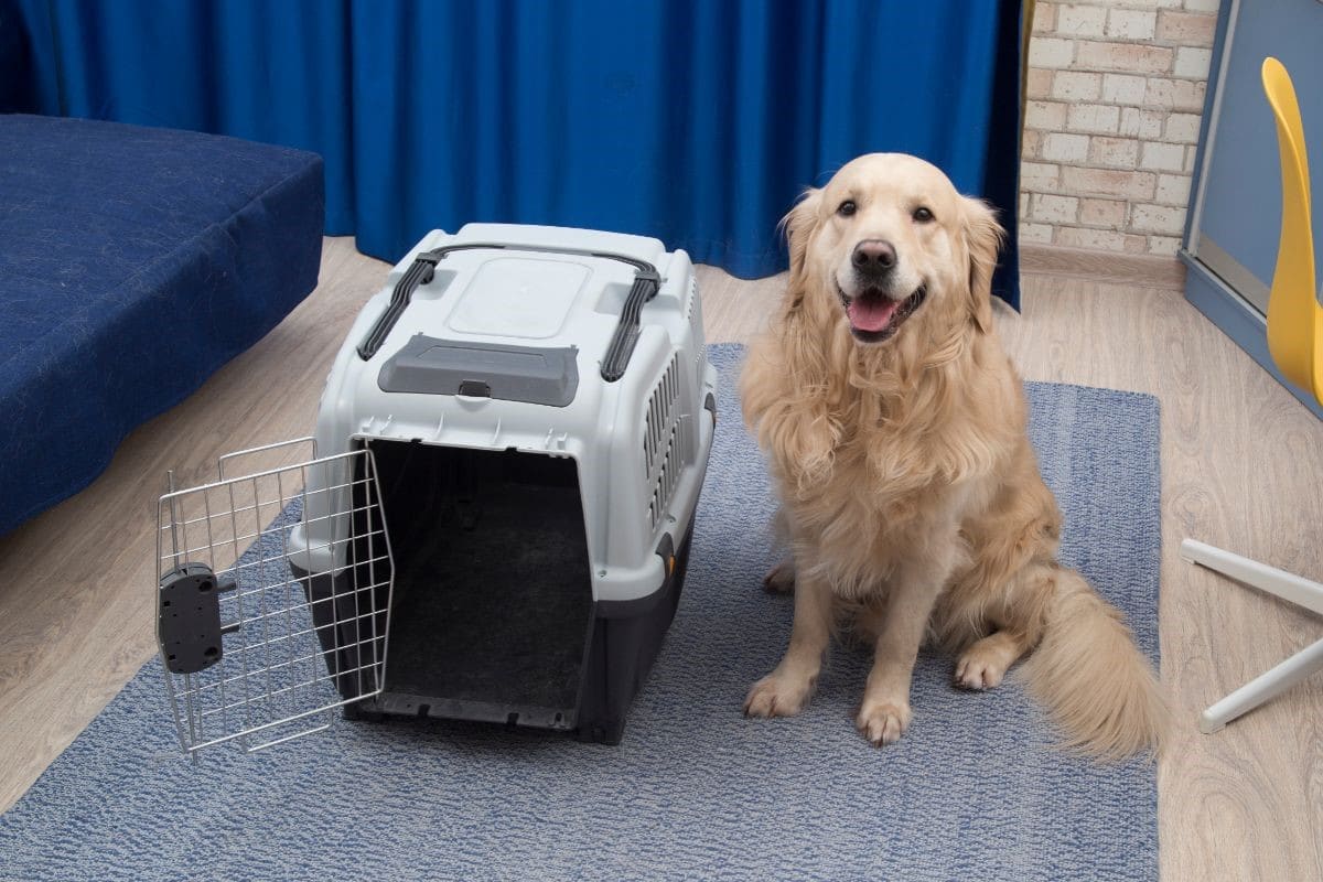 como viajar de avião com animais de estimação