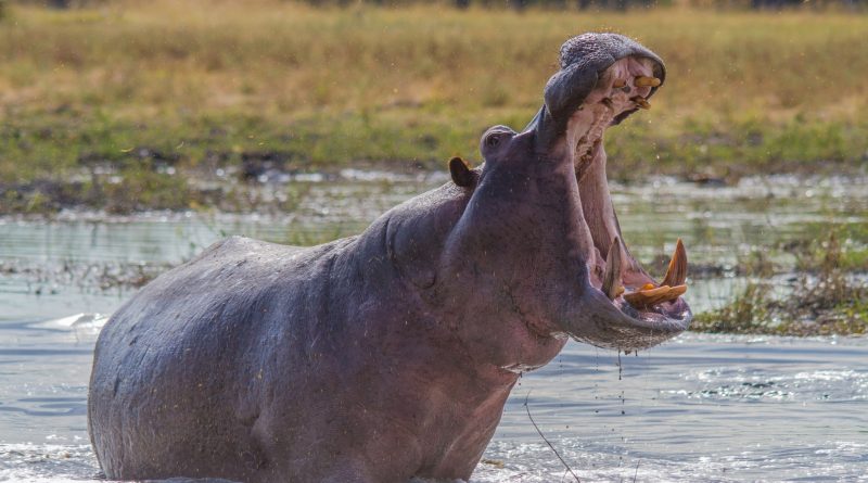 Hipopótamo